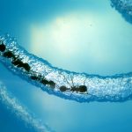 Coronavaccin - versneld ontwikkelen - mierenhoop - ants (c) Steve Jurvetson